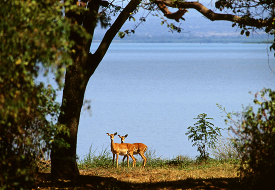 Kisumu-Impala-Sanctuary