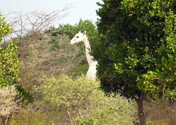 Image result for white giraffe