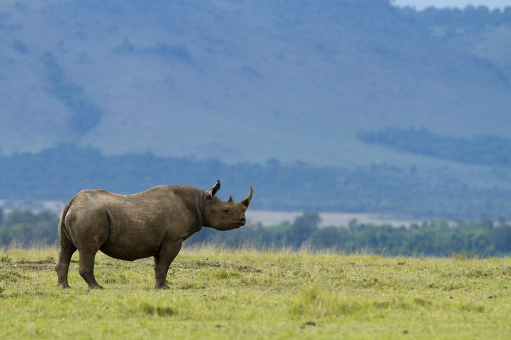 Rhino in the Mara Conservancy - HapaKenya