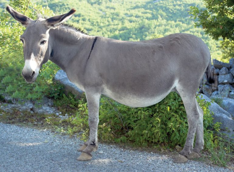 Donkey populations plummet due to skin trade fueled by Chinese