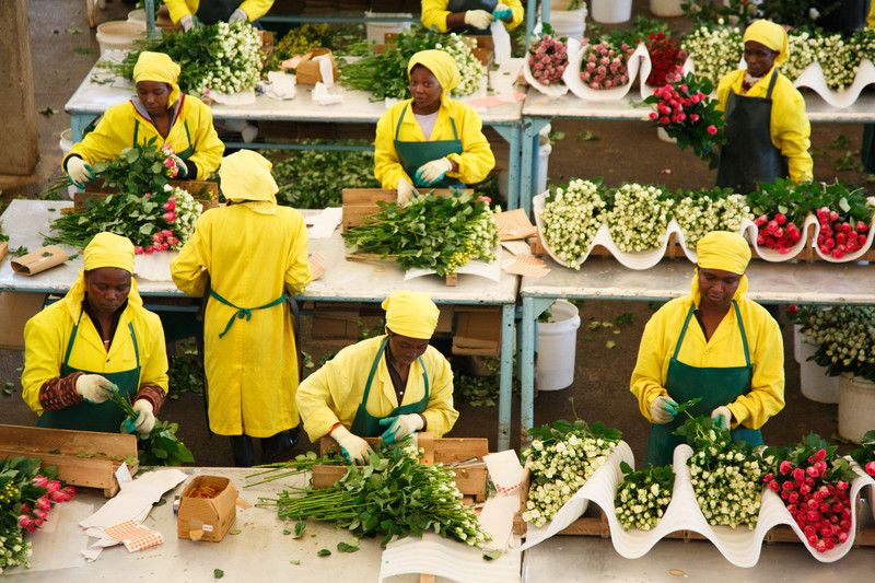 Kenya Flower Council pushes for approval of the KenyaUK trade deal to
